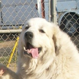 Meet your Posher, Alan